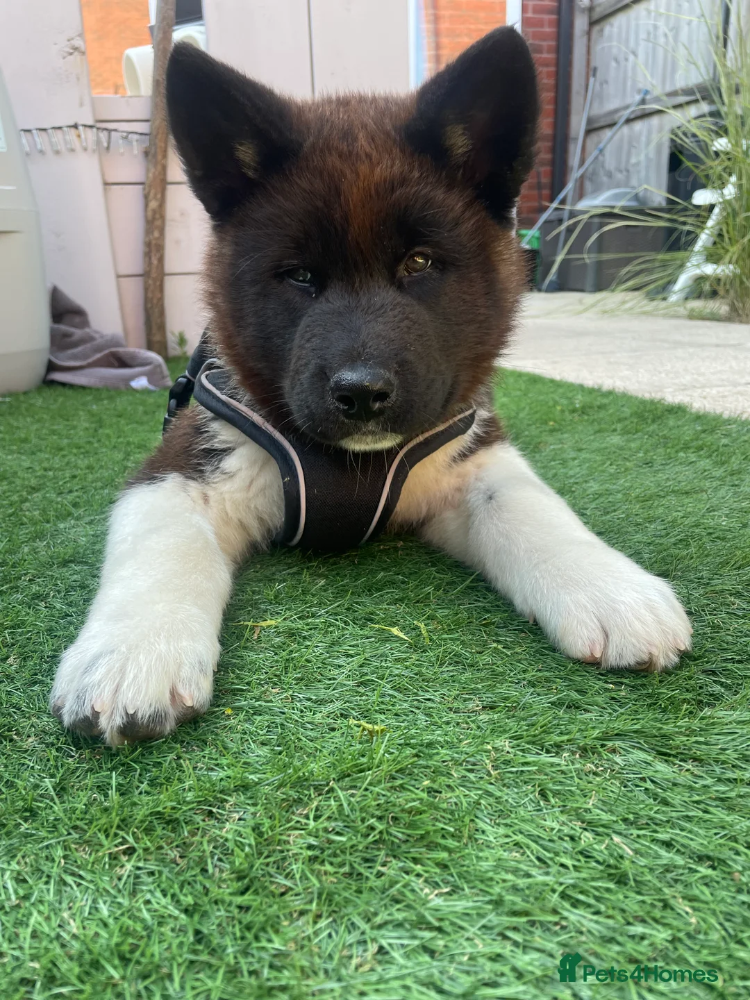 Akita dogs for stud: Looking to breed Bear with another American Akita  - Advert 4