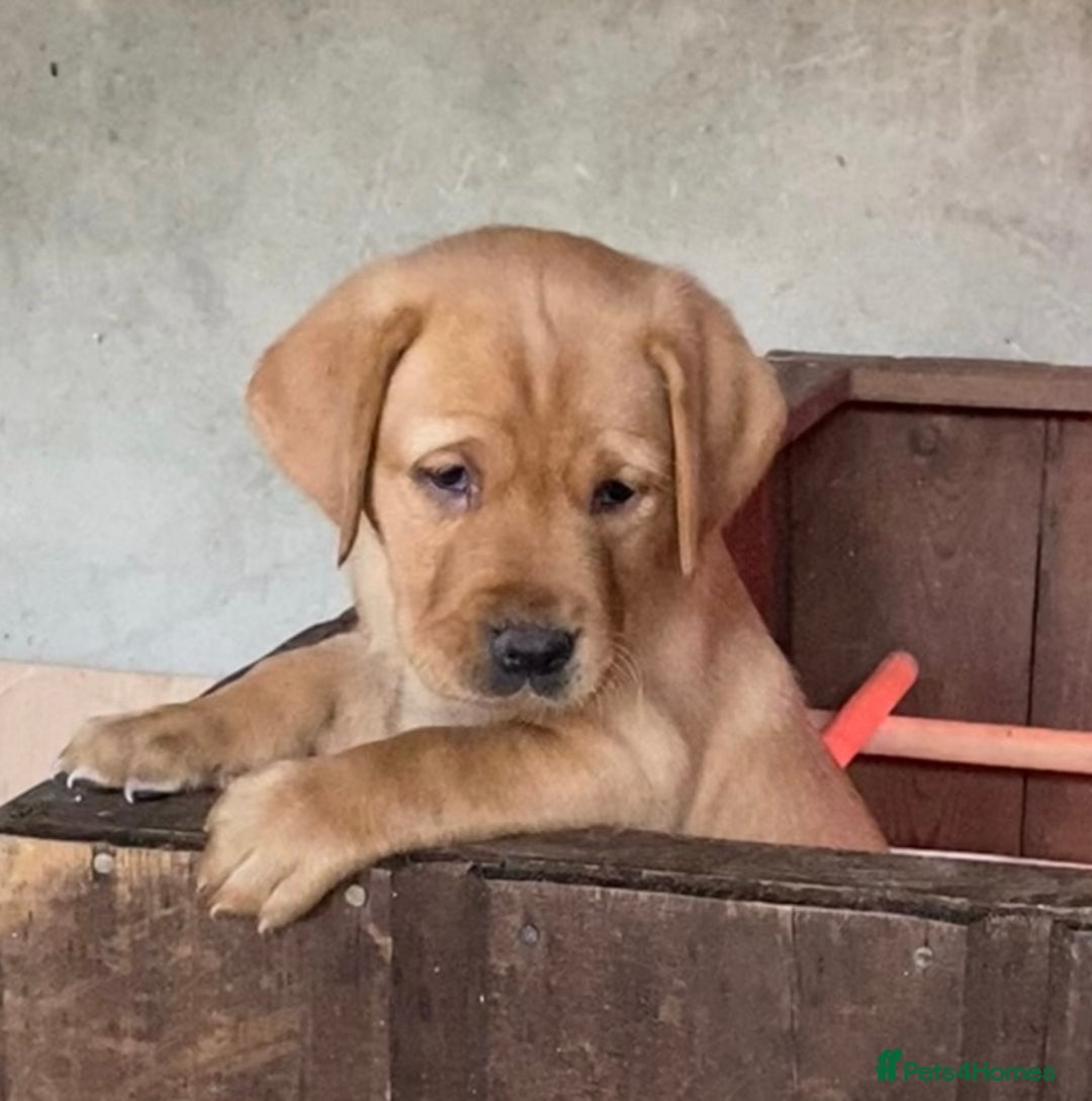 Labrador Retriever dogs for sale: Gorgeous Labrador puppies for sale - Image 9