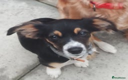 Mixed Breed dogs for sale: Border collie x bichon fries  - Image 2