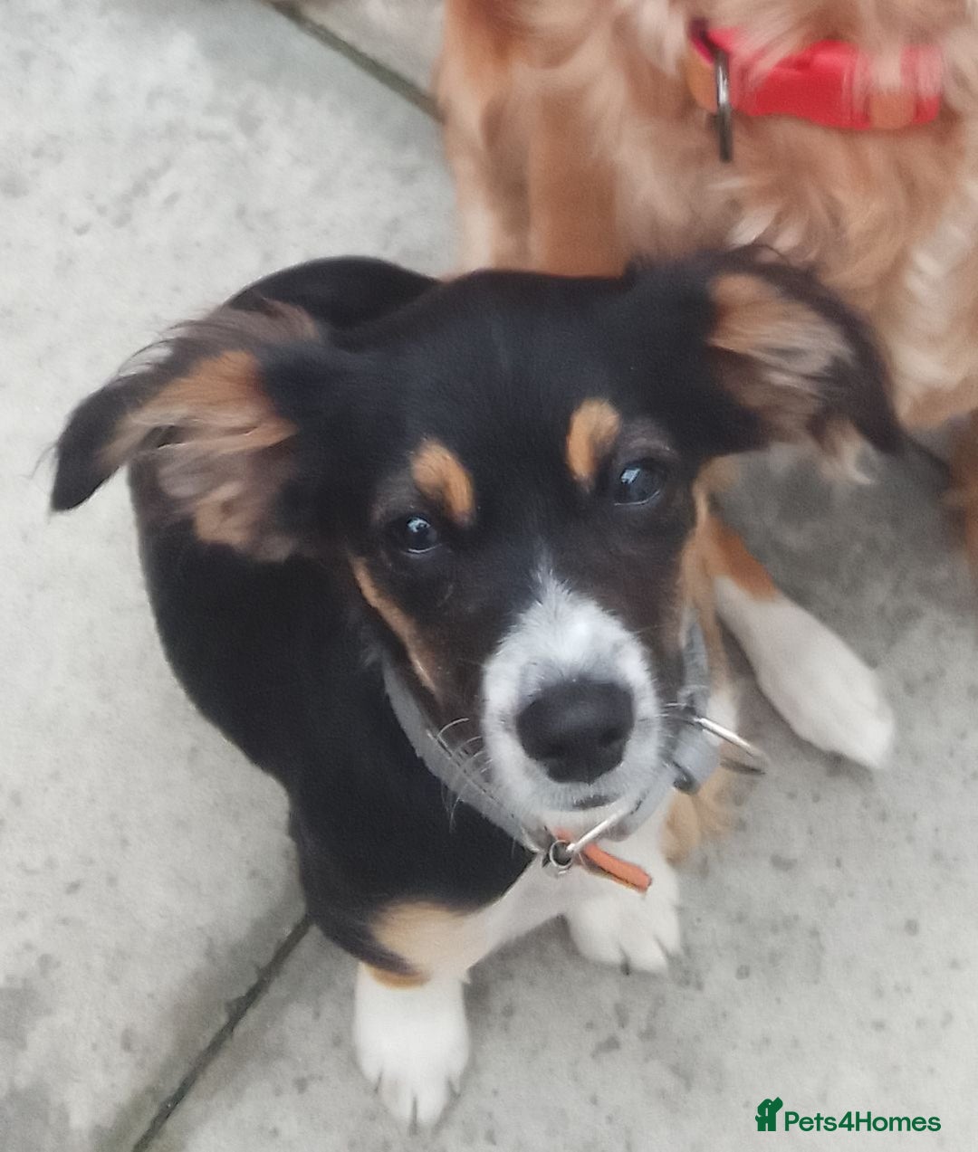 Mixed Breed dogs for sale: Border collie x bichon fries  - Image 2