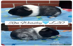 Guinea Pig rodents for sale: Guinea pig boars  - Image 10