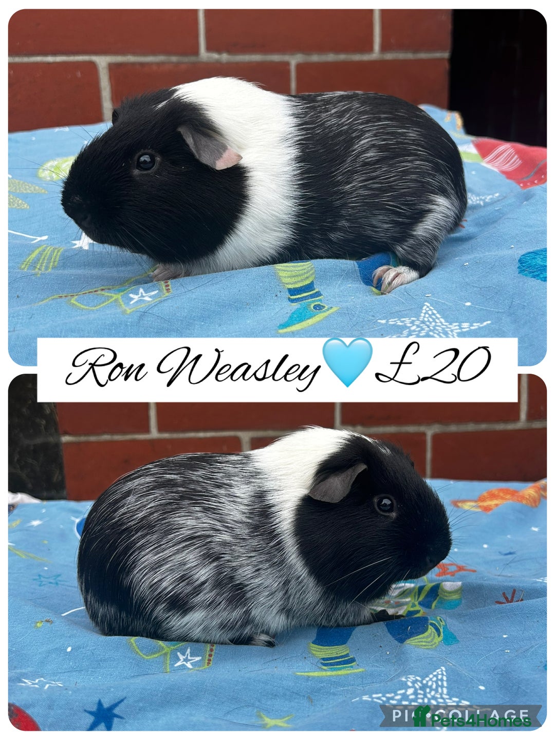 Guinea Pig rodents for sale: Guinea pig boars  - Image 10