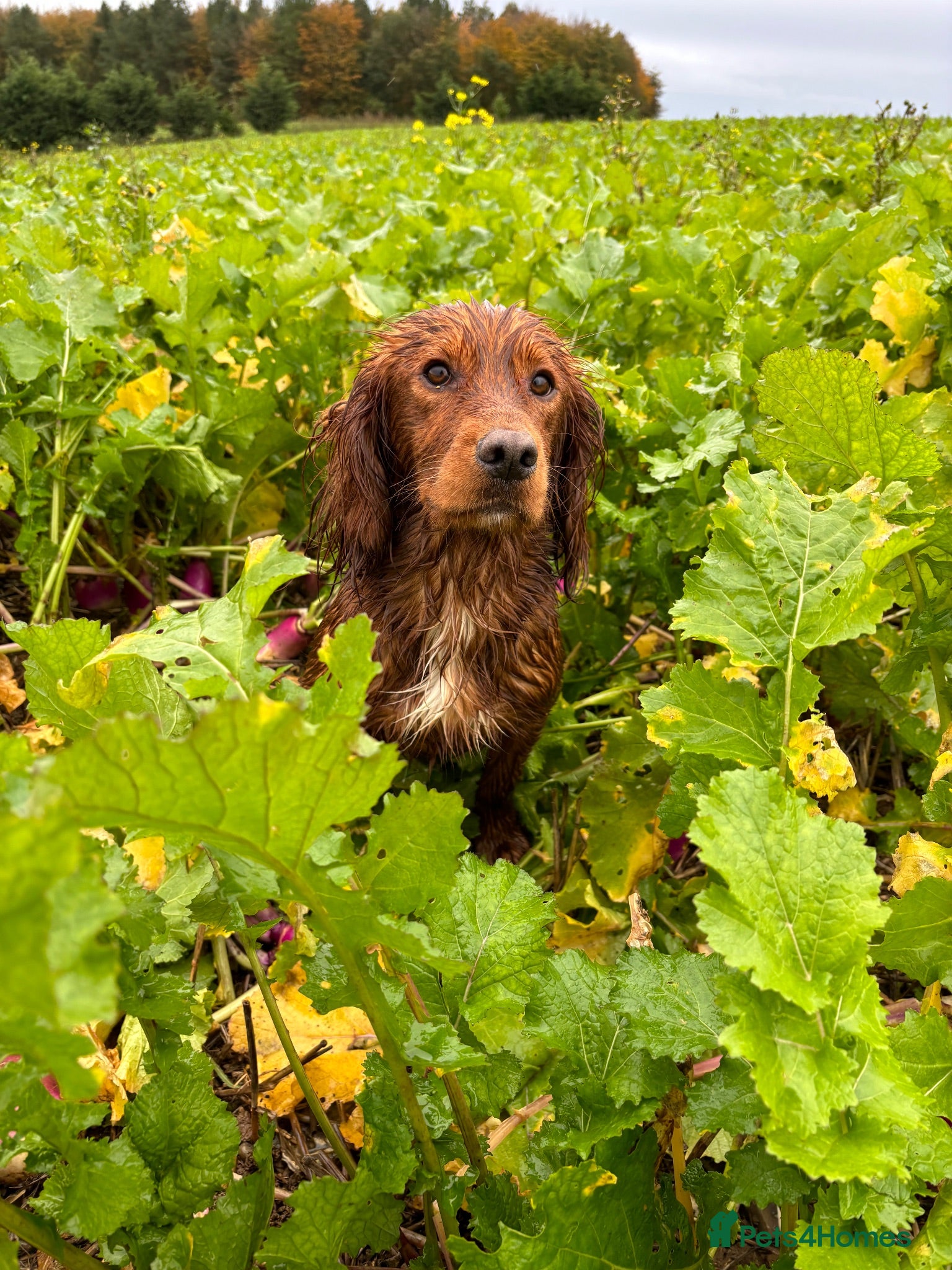 Cocker Spaniel dogs Dark red KC registered working cocker stud.  - Advert 1