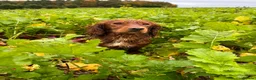 Cocker Spaniel dogs for stud: Dark red KC registered working cocker stud.  - Advert 1
