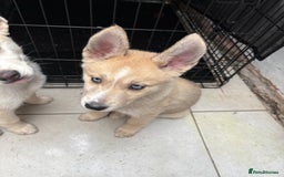 Pomsky dogs for sale: ✨ Adorable Blue-Eyed Pomsky Pups, 11 Weeks Old - Image 17