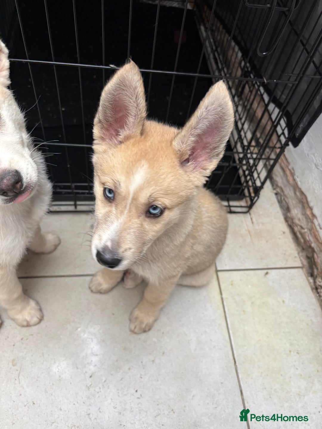 Pomsky dogs for sale: ✨ Adorable Blue-Eyed Pomsky Pups, 11 Weeks Old - Image 17