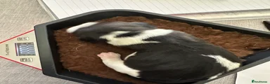 Beagle 4