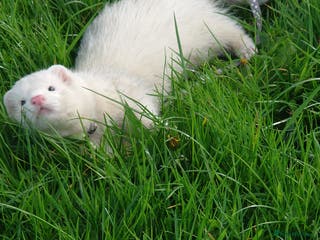 Ferret rodents 2 male ferrets looking for mew home - Advert 8
