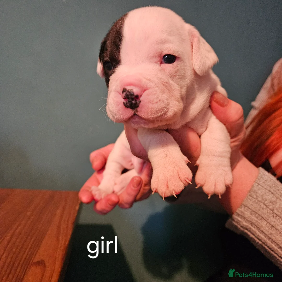 Mixed Breed dogs for sale: Staffie spaniel X old English bulldog  - Advert 8