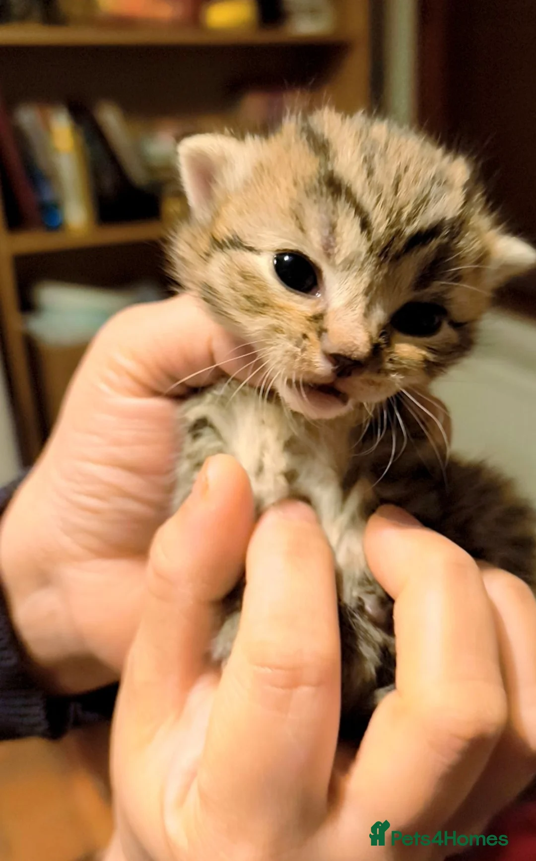 Mixed Breed cats for sale: Kittens for sale  in London - Advert 2