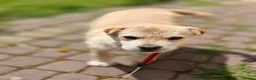 Mixed Breed dogs for adoption: ❤️🐶 BUL’KA – THE HAPPIEST LITTLE SOUL in Burton-on-Trent - Advert 2