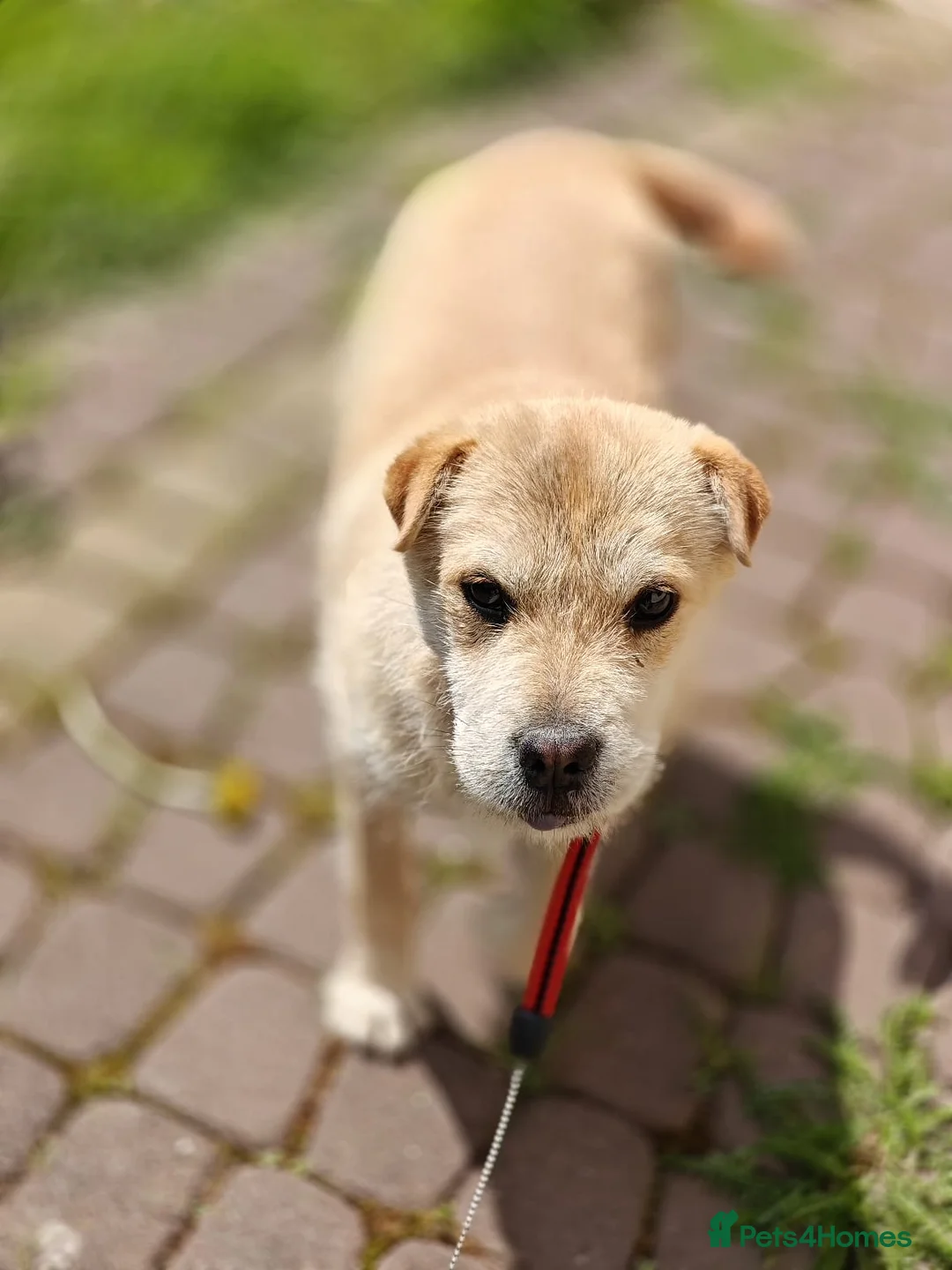 Mixed Breed dogs for adoption: ❤️🐶 BUL’KA – THE HAPPIEST LITTLE SOUL in Burton-on-Trent - Advert 2