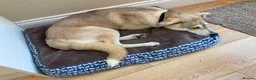 Mixed Breed dogs for adoption: Kira 🩷 in Welwyn - Advert 6