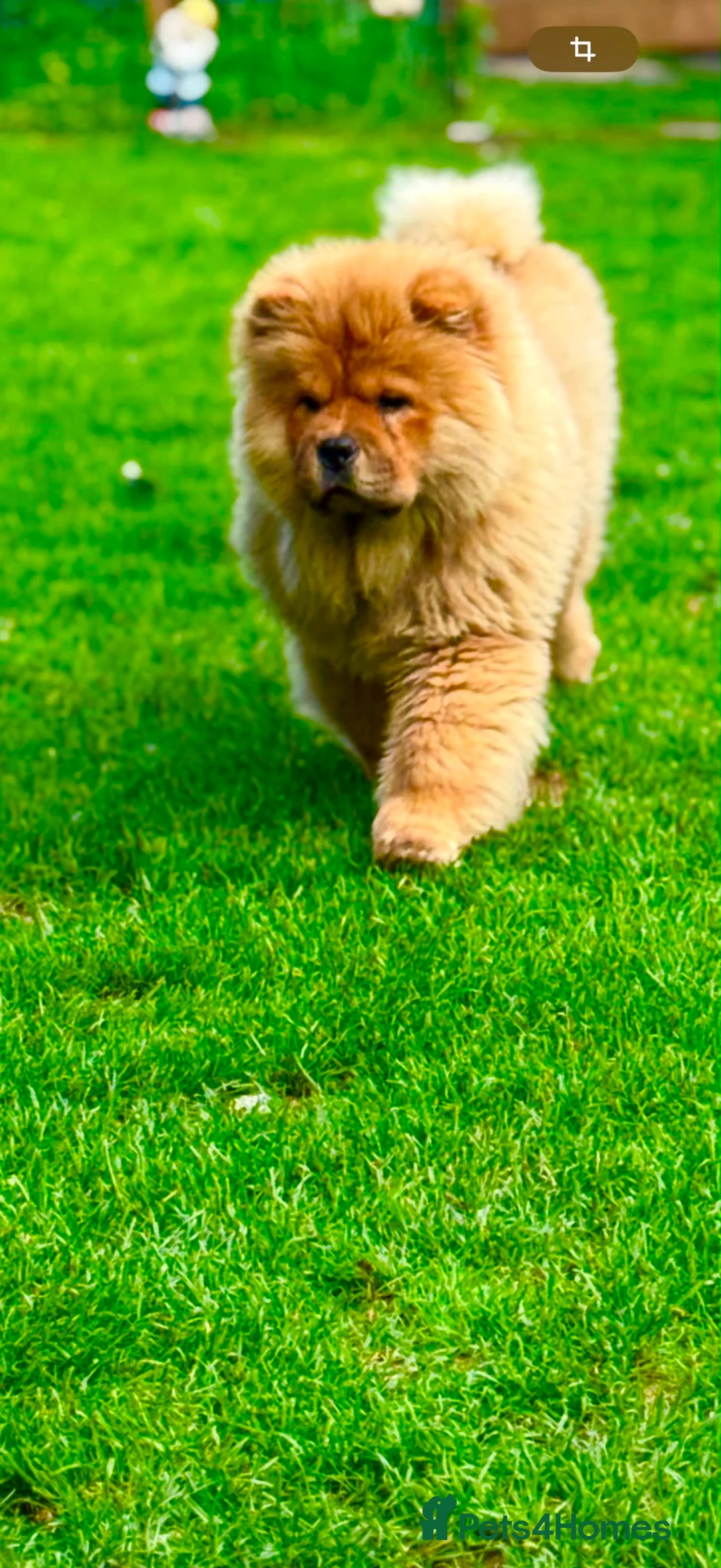 Chow Chow dogs for sale: All good in Harrow - Advert 5