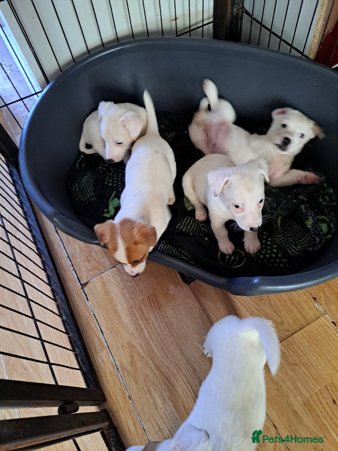 Jack Russell dogs for sale: Jolly Joyful Jack Russells  - Image 12