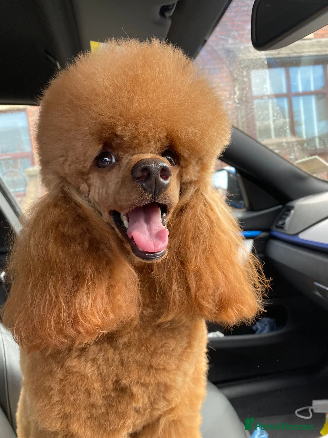 Gallery Image {{count}}