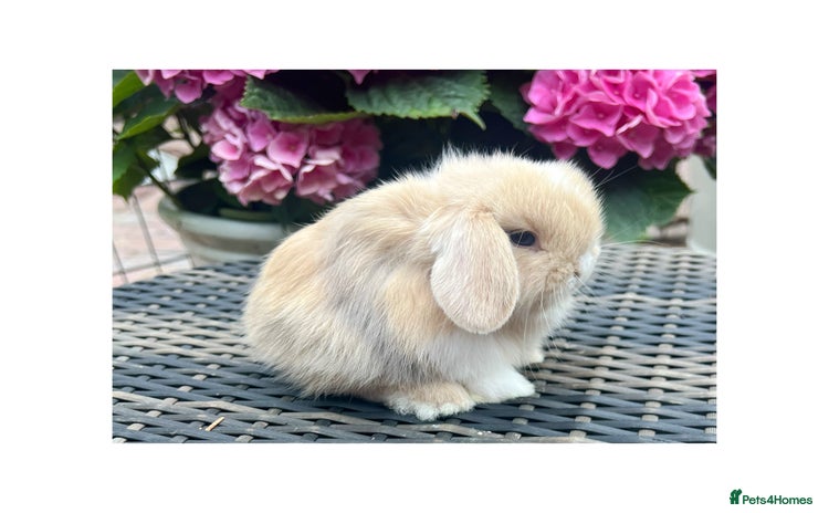Mini Lop rabbits - Advert 3