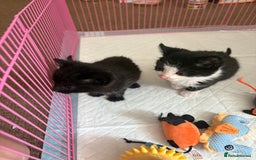 Domestic Shorthair cats for sale: Two kittens  - Image 1