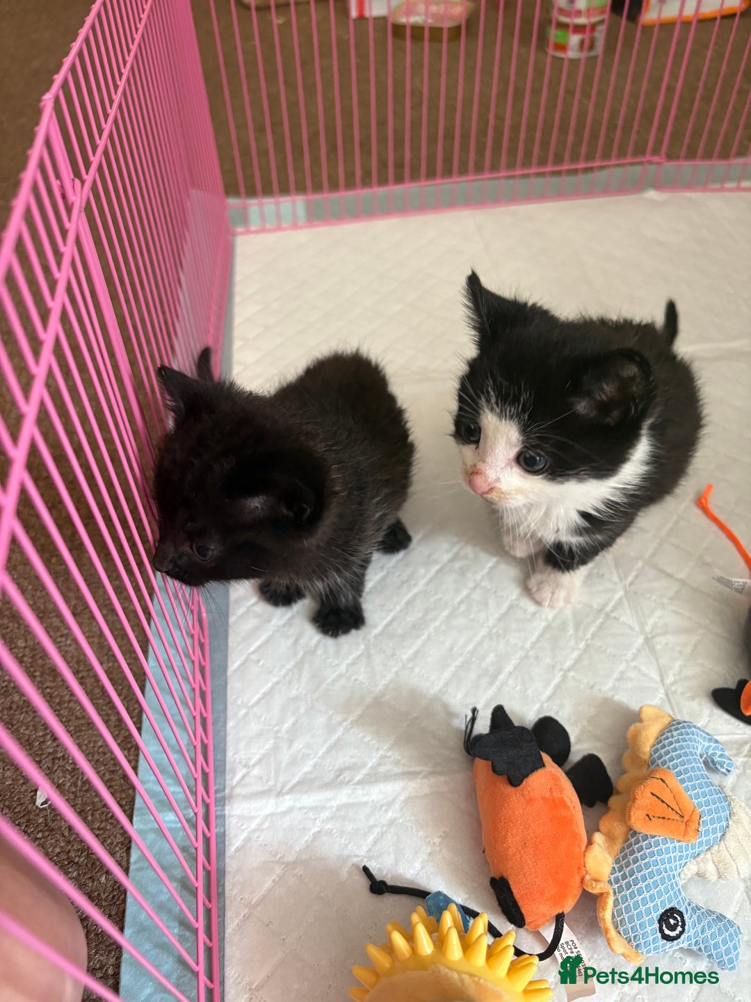Domestic Shorthair cats for sale: Two kittens  - Image 1