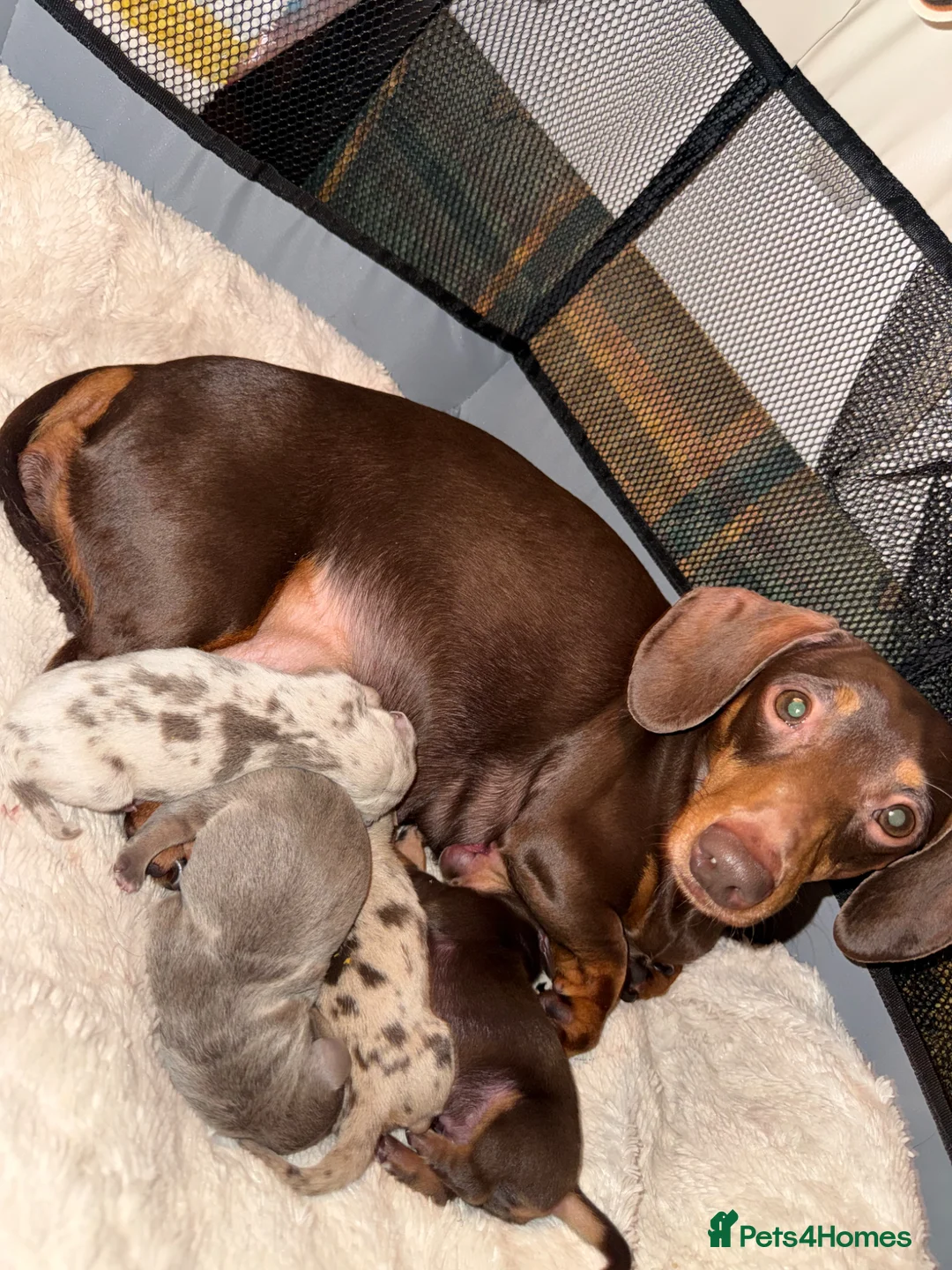 Miniature Dachshund dogs for sale: Beautiful miniature dachshunds  in Doncaster - Advert 1