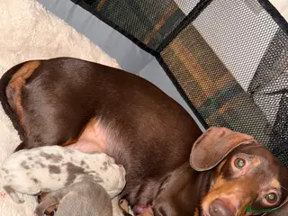 Miniature Dachshund dogs Beautiful miniature dachshunds - Advert 4