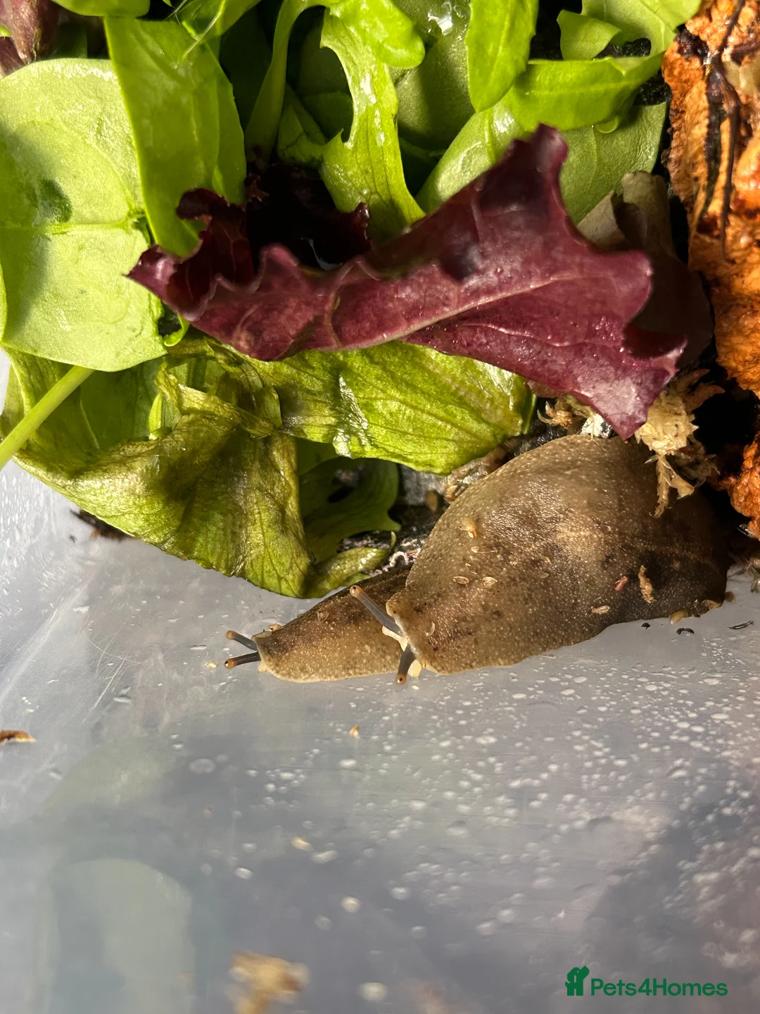 Mixed Breed invertebrates for sale: Slugs & Snails For Sale 🌿 - Advert 8