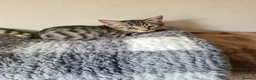 Bengal cats for sale: Kittens x bengal READY TO LEAVE  - Advert 7