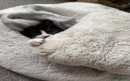 British Shorthair cats for sale: One female kitten  - Image 4