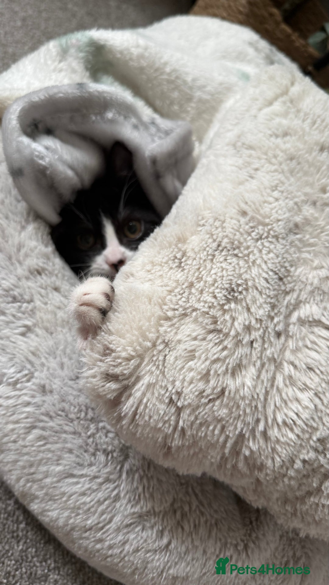 British Shorthair cats for sale: One female kitten  - Image 4