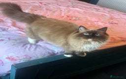 Ragdoll cats for sale: Rare Cherubim ragdolls lilac mink sepia smoke  - Image 5