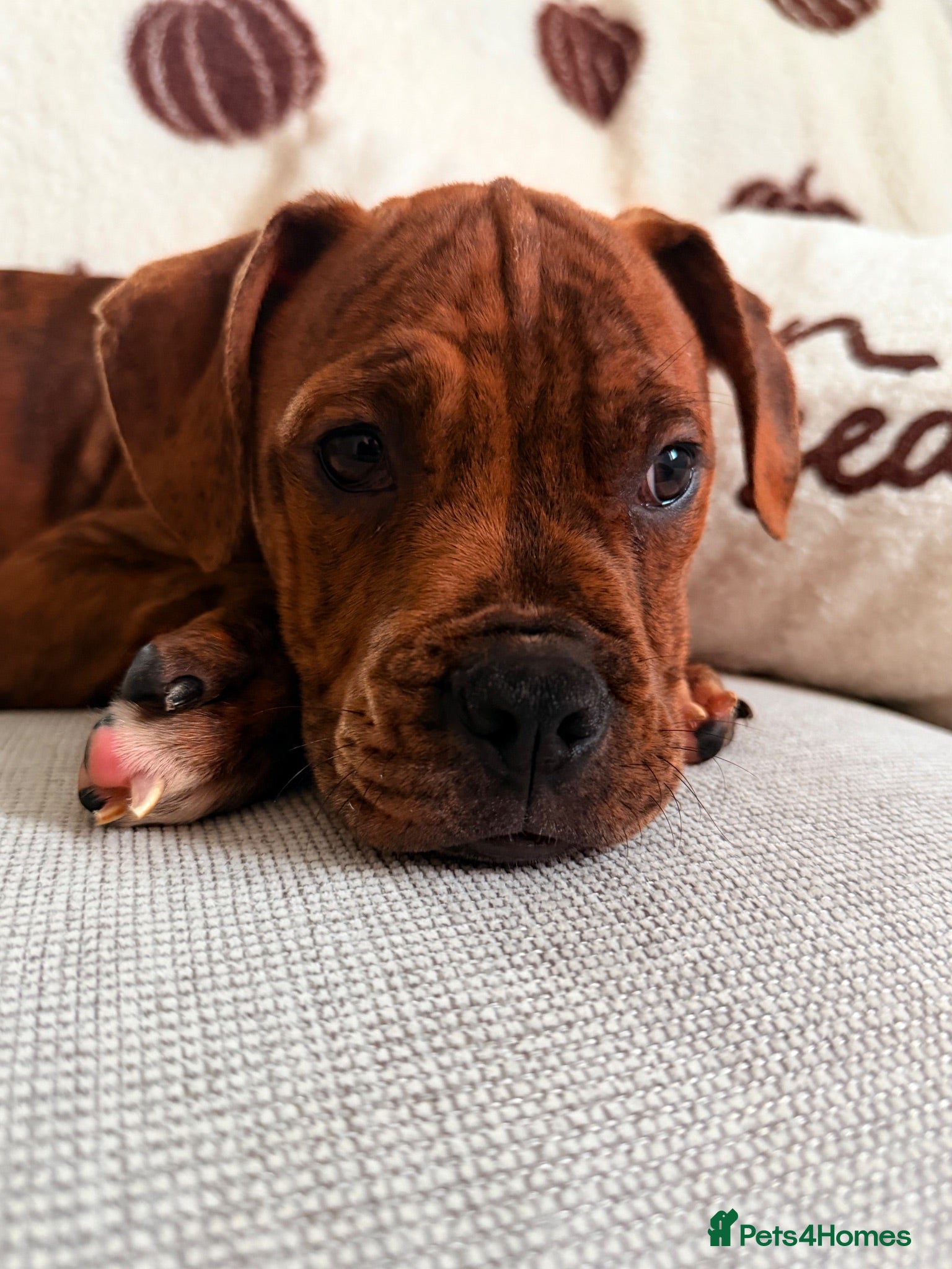 Boxer dogs Boxer puppy  - Advert 9