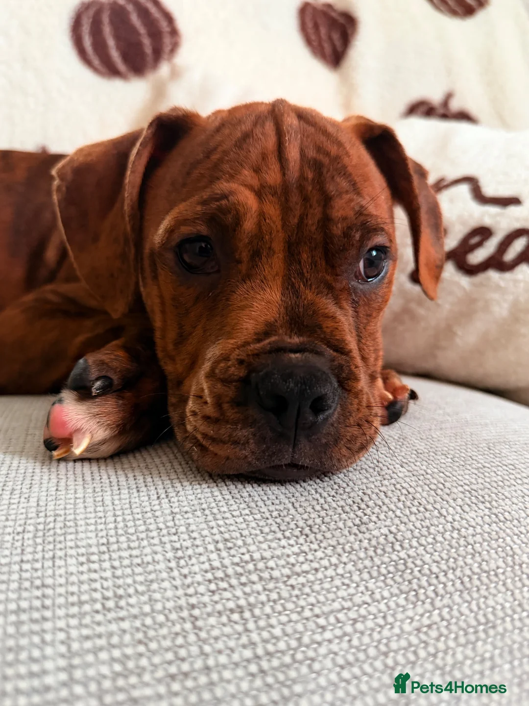 Boxer dogs for sale: Boxer puppy  - Advert 1