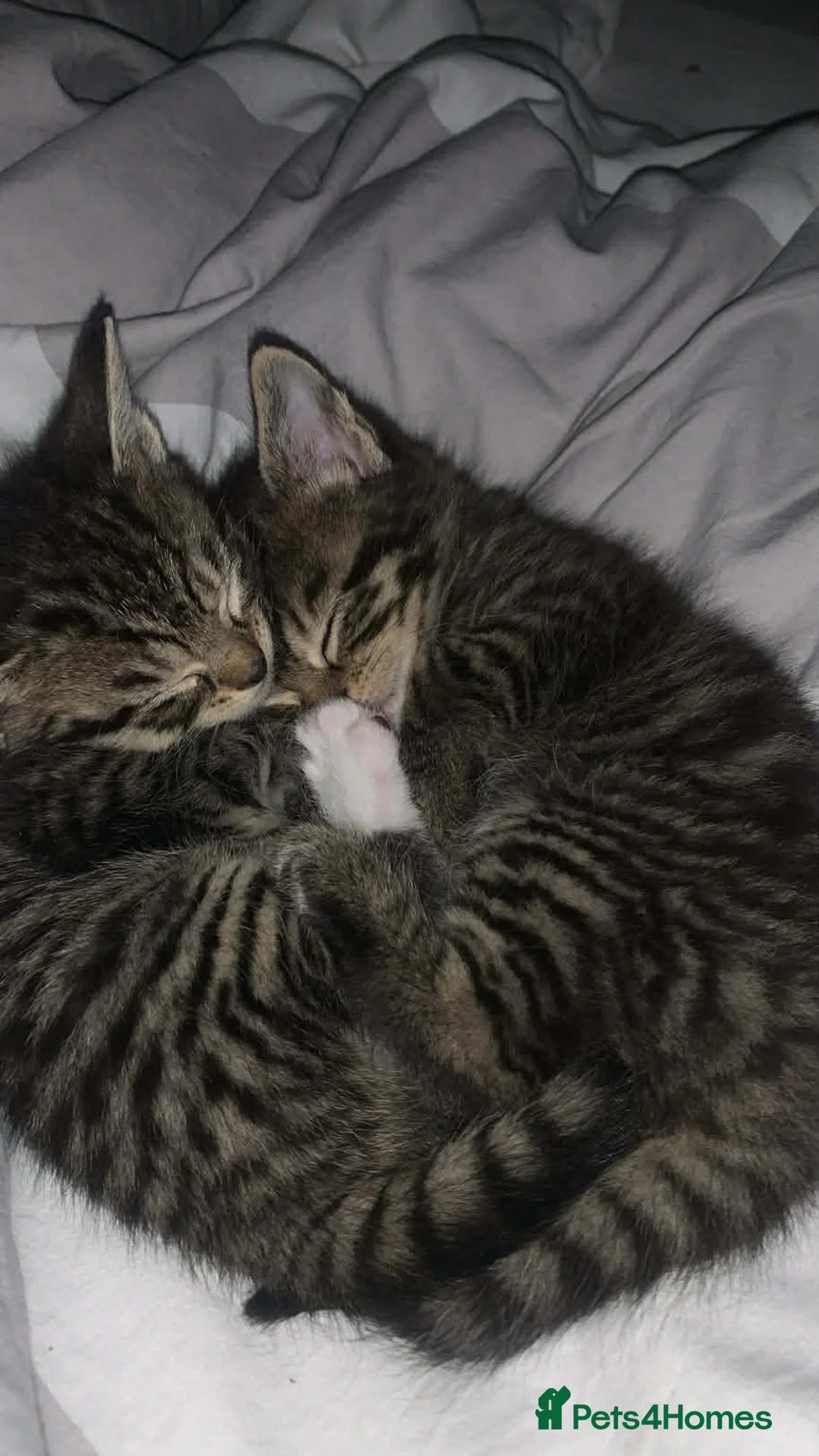 Mixed Breed cats for sale: Kittens - Advert 5