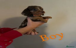 Miniature Dachshund dogs for sale: Miniature dutchound puppies  - Image 3