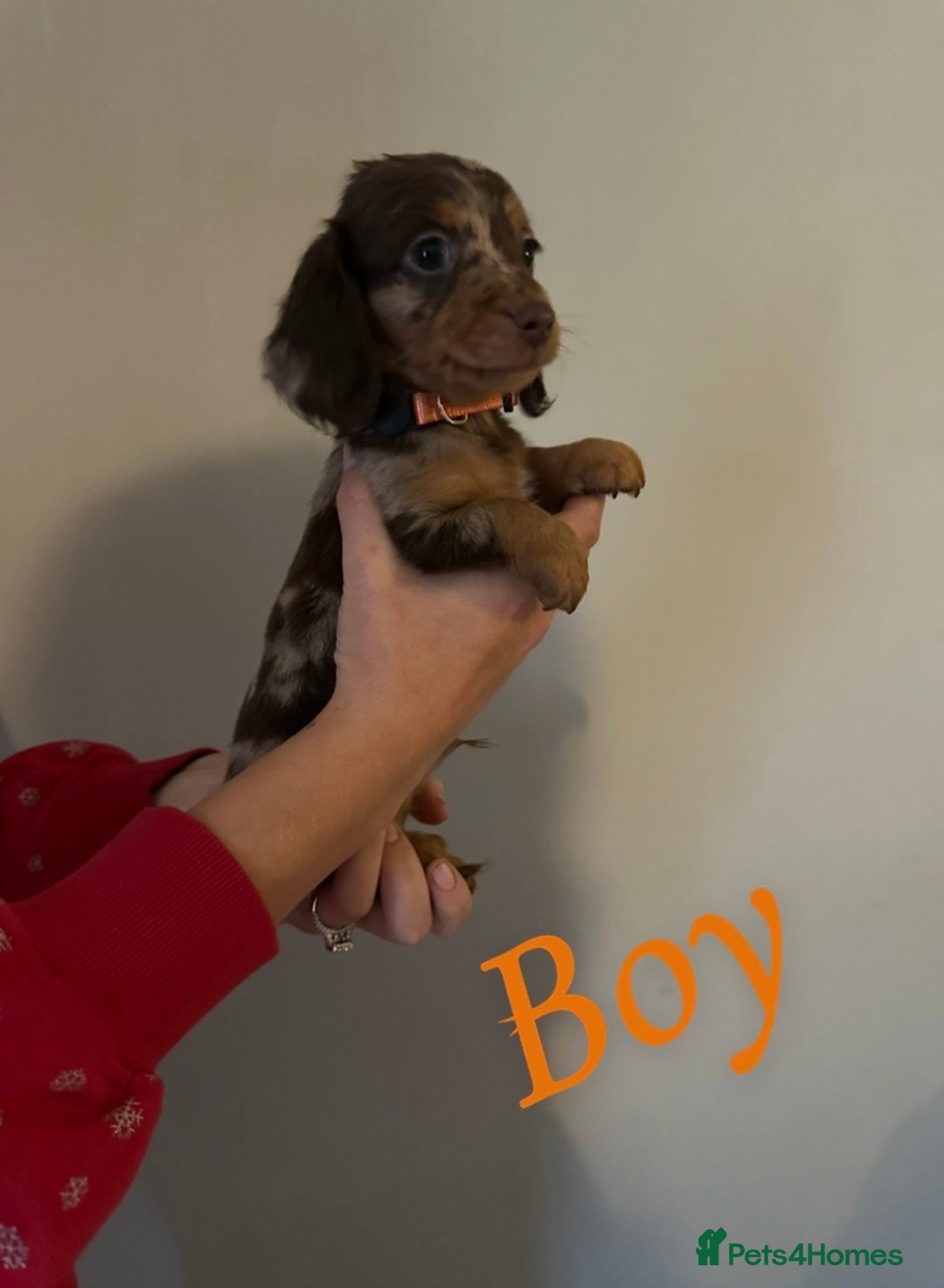 Miniature Dachshund dogs for sale: Miniature dutchound puppies  - Image 3