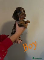Miniature Dachshund dogs - Advert 10
