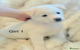 Akita dogs for sale: Akita puppies 4 - 2 boys 2 girls  - Image 4