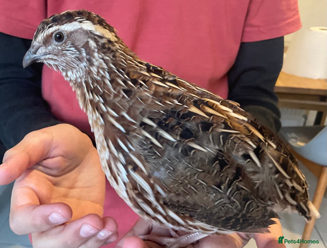 Mixed Breed birds for sale: Male Quail looking for a loving new home - Advert 4