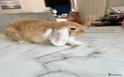 Mini Lop rabbits for sale: Beautiful mini lop rabbits - Image 3