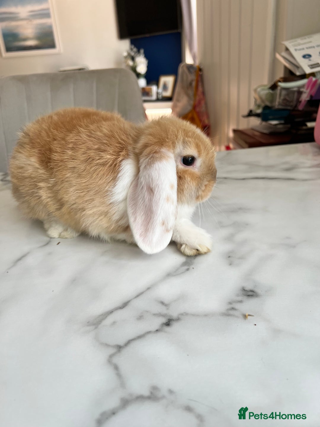 Mini Lop rabbits for sale: Beautiful mini lop rabbits - Image 3