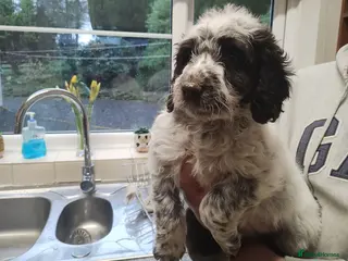 Cockapoo dogs Cockapoo Puppies F1 - Advert 14