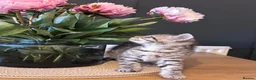 British Shorthair cats for sale: Beautiful litter of British shorthair cross  in Yeovil - Advert 12