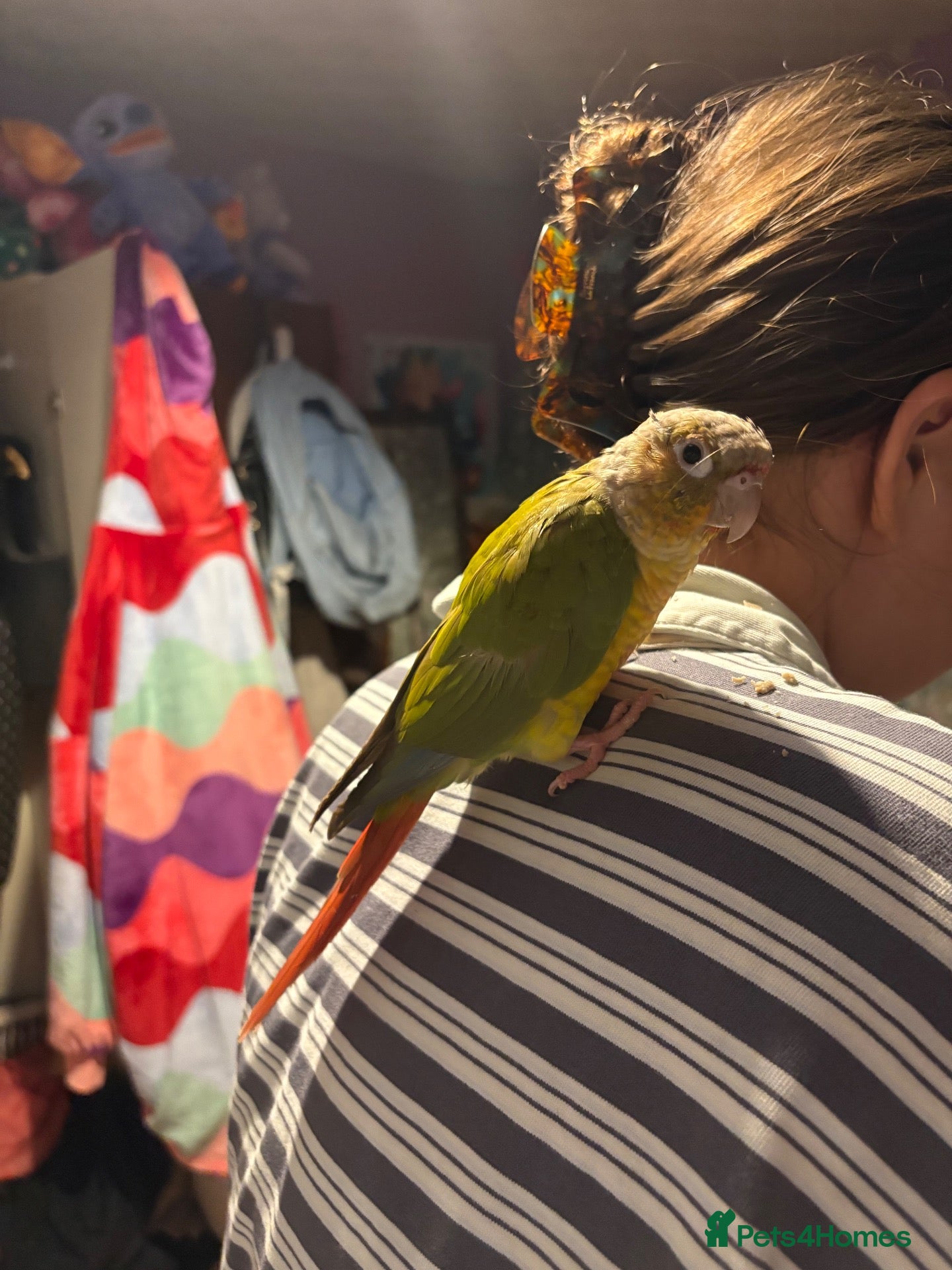 Conures birds Hand tame pineapple Conure - Advert 2