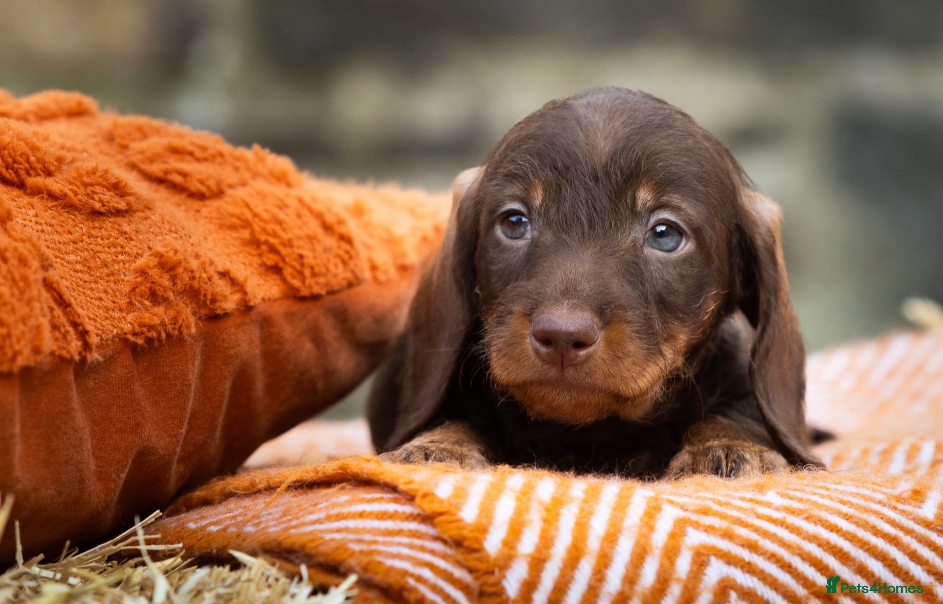 Dachshund dogs Standard Teckel wire haired Daschund’s   - Advert 2