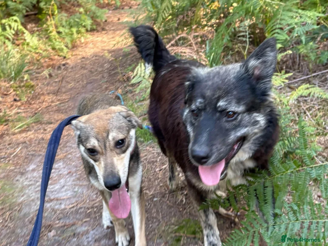 Mixed Breed dogs for adoption: Rosie - Norwich Norfolk  - Advert 15