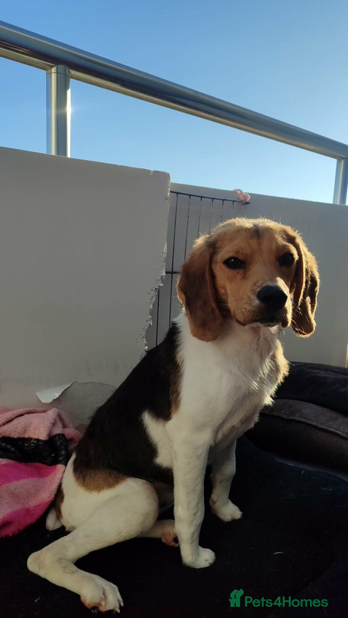 Beagle dogs Masha - Advert 1