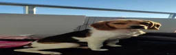 Beagle dogs for adoption: Masha - Advert 2