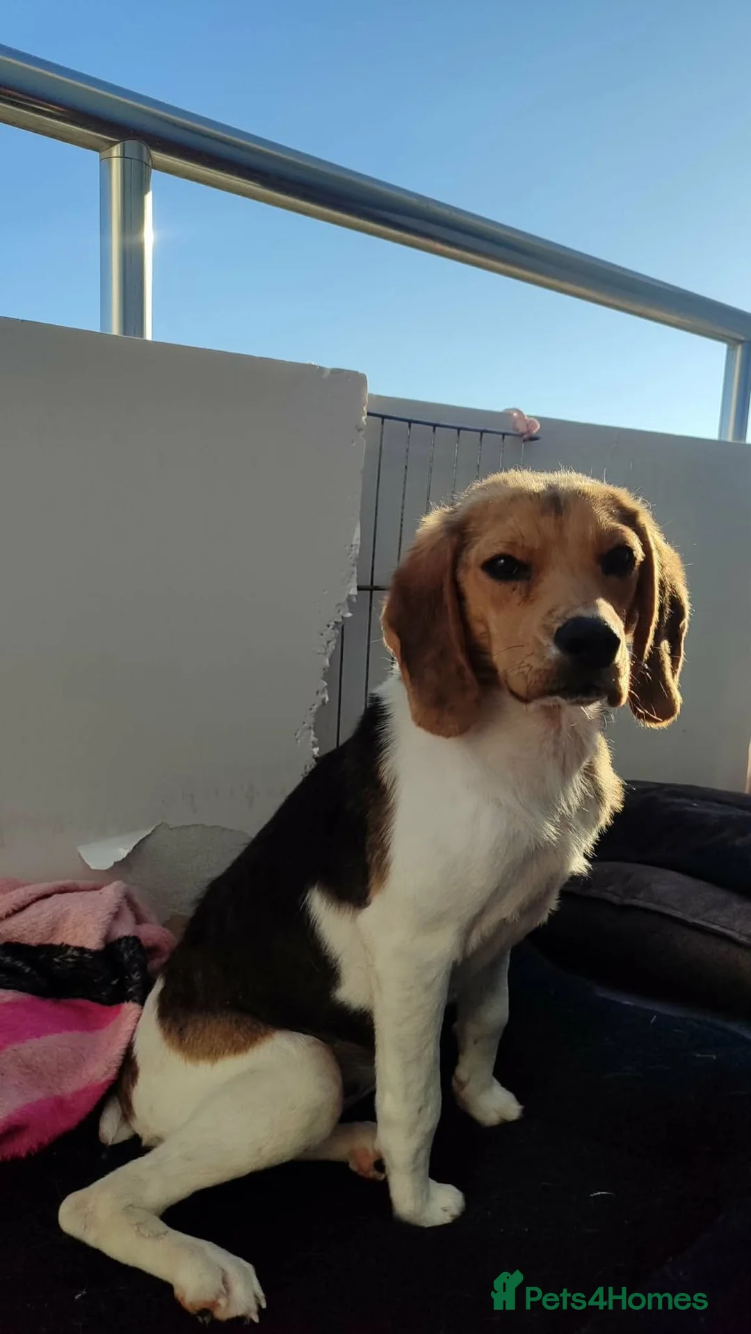 Beagle dogs for adoption: Masha - Advert 2