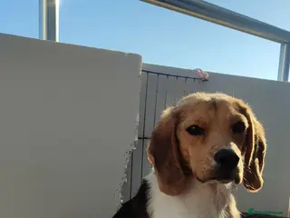 Beagle dogs Masha - Advert 1
