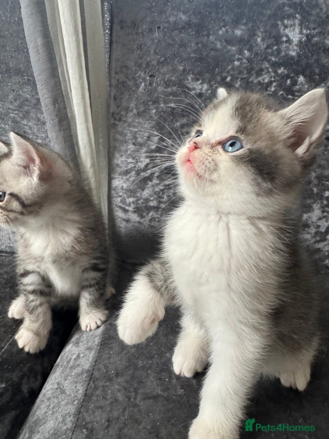 American Shorthair cats for sale: Kittens  - Image 8